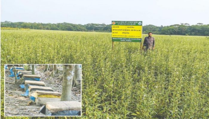 তিলের পাশাপাশি মিলছে মধু 