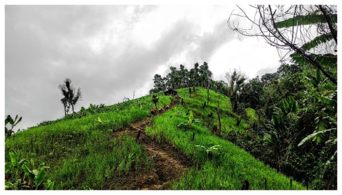 পাহাড়ি অরণ্যের পথে
