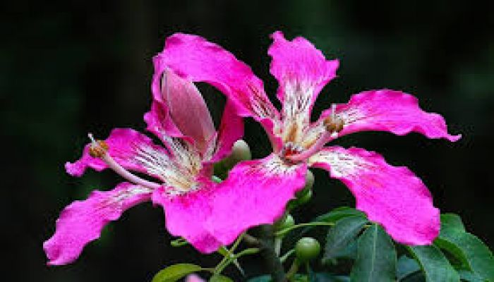 রেশমি ফুল