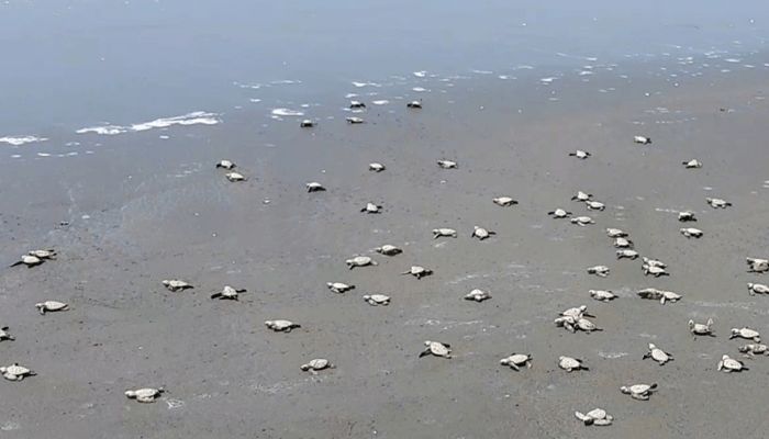 এবার নাফ নদীতে ৪৮৬ কাছিম ছানা অবমুক্ত