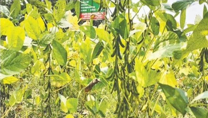 সয়াবিন চাষে উৎসাহী কৃষক