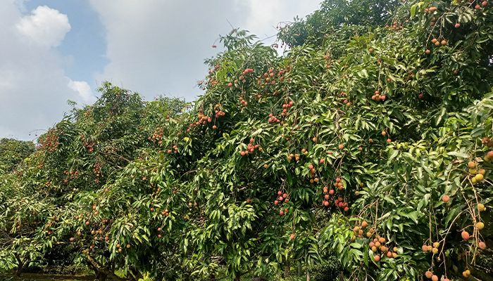 মঙ্গলবাড়িয়ার লিচুর ঘ্রাণ ছড়ায় দেশজুড়ে