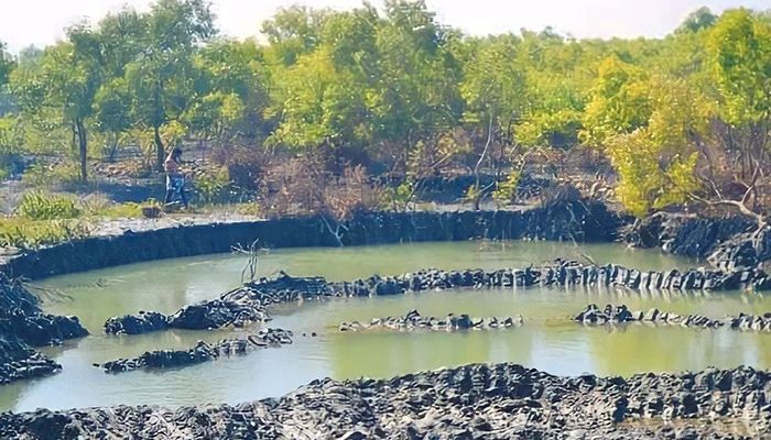 ৩০০ একর প্যারাবন দখল