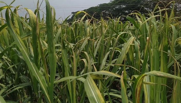 পোকায় দিশাহারা আখ চাষি