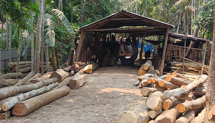 অবৈধ করাতকলে কমছে বনভূমি