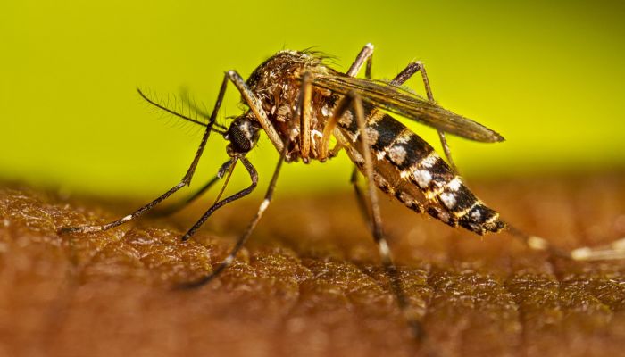 ২৪ ঘণ্টায় ৮৬ ডেঙ্গু রোগী হাসপাতালে ভর্তি