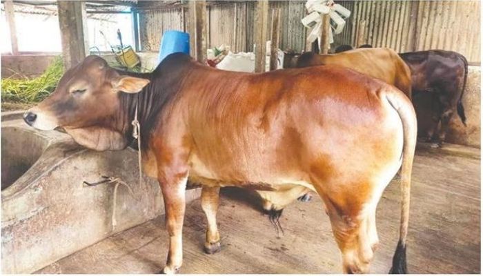 কোরবানির জন্য প্রস্তুত ১৫ হাজার পশু 