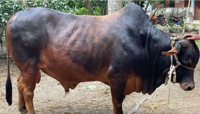 কোরবানির হাট কাঁপাতে প্রস্তুত তিন বছরের ‘যুবরাজ’