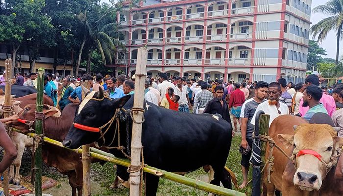চান্দিনায় নিষেধাজ্ঞা অমান্য করে চার স্কুলমাঠে গরুর হাট