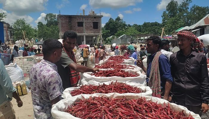 লাল মরিচের আবাদ ঘিরে বাঁচে গাইবান্ধার শত চর