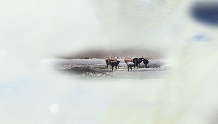 বর্ষার পদাবলি