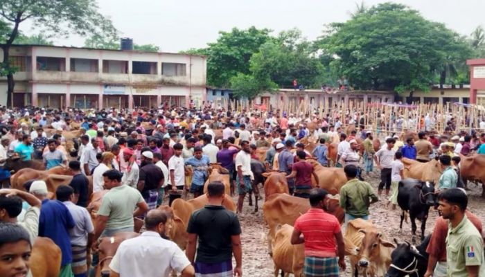 নিষেধাজ্ঞা অমান্য করে চার স্কুলমাঠে গরুর হাট