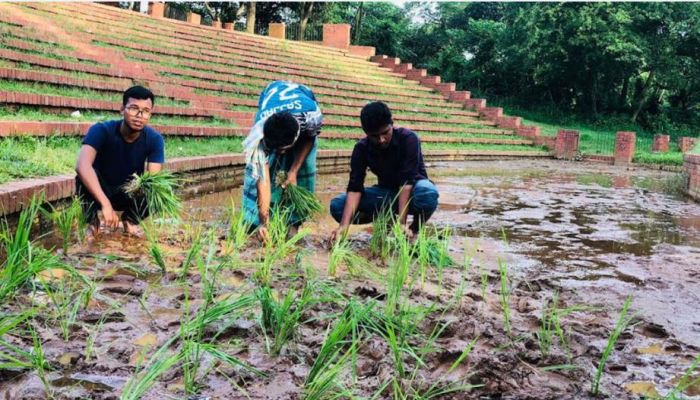 জাবির মুক্তমঞ্চে কাদা-পানি, চারা রোপণ করে প্রতিবাদ
