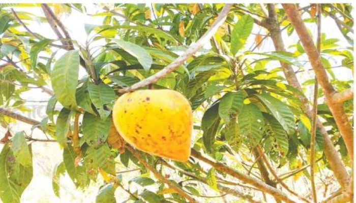 ‘ডিমফল’ চাষে সাফল্য