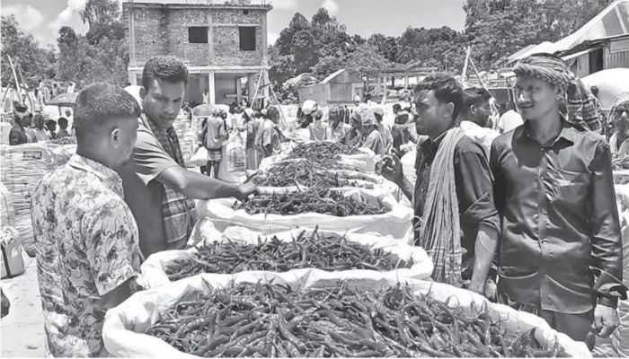 লাল মরিচের আবাদ ঘিরে বাঁচে গাইবান্ধার শত চর
