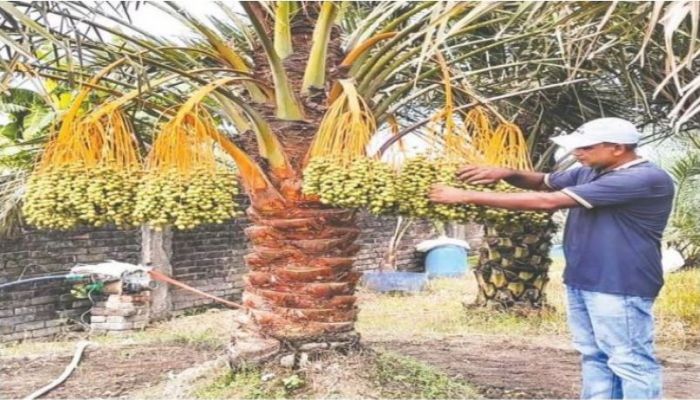 খেজুর চাষে সফল জাকির