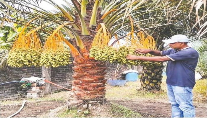 ফুলবাড়ীর স্বজনপুকুর এলাকায় নিজ বাগানে মরুর দেশের খেজুর গাছ পরিচর্যায় ব্যস্ত জাকির