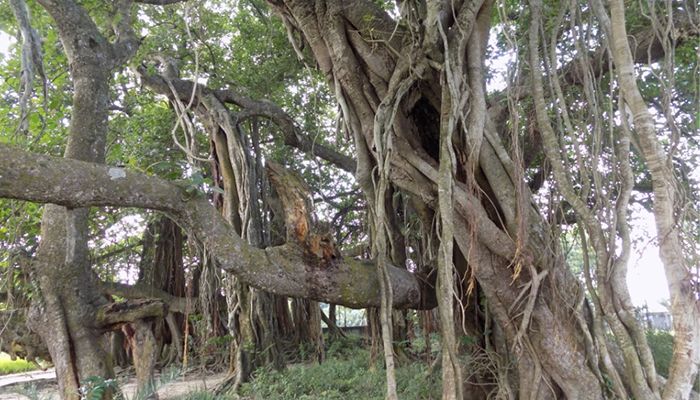 বট-পাকুড়ের ৪০০  বছরের যুগলবন্দি