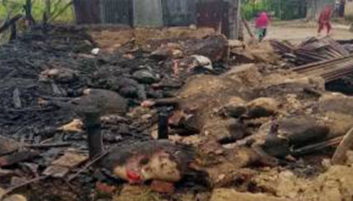 গোয়ালঘরে আগুন পুড়ল ৩০ গবাদিপশু