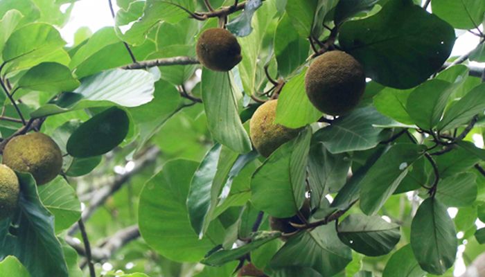 সুস্বাদু ও স্বাস্থ্যসম্মত ফল ‘চাম কাঁঠাল’