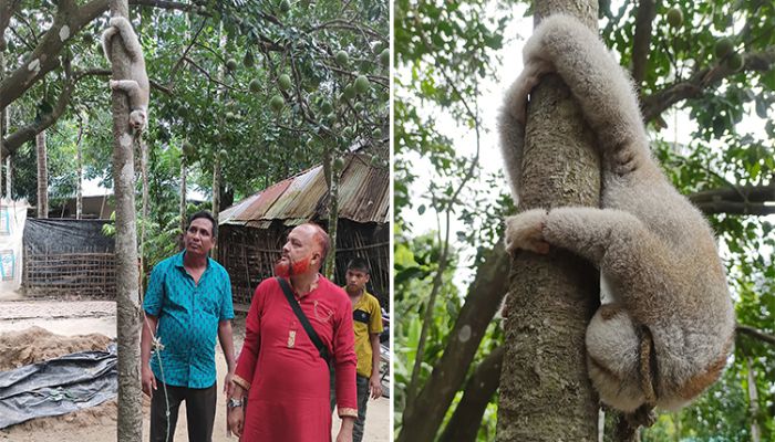 লামায় বিপন্ন লজ্জাবতী বানর উদ্ধার, মাতামুহুরী রিজার্ভে অবমুক্ত