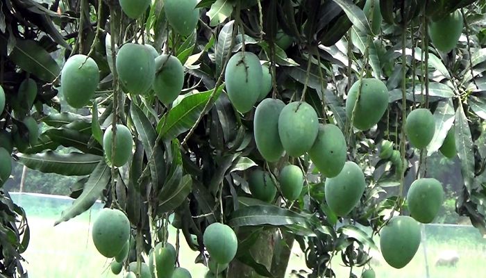 নওগাঁর সাপাহারে দেশীয় আম শিল্পের বিকাশে নতুন দিগন্তের সূচনা