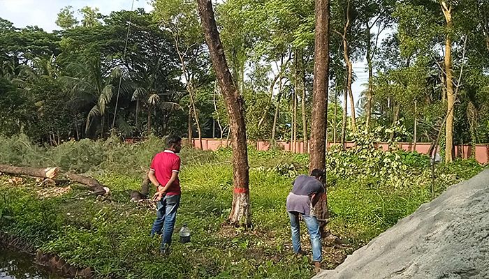 উন্নয়নের নামে গাছ কাটার হিড়িক
