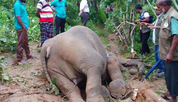 শেরপুরে ফের বন্য হাতির রহস্যজনক মৃত্যু
