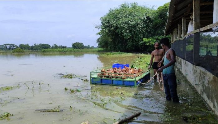 ফেনীতে বন্যা নিয়ন্ত্রণ বাঁধের ৩৬ স্থানে ভাঙন, ক্ষতি কয়েক কোটি টাকা