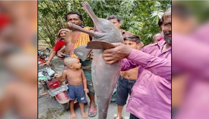 গড়াই নদীতে ধরা পড়ল বিলুপ্তপ্রায় শুশুক
