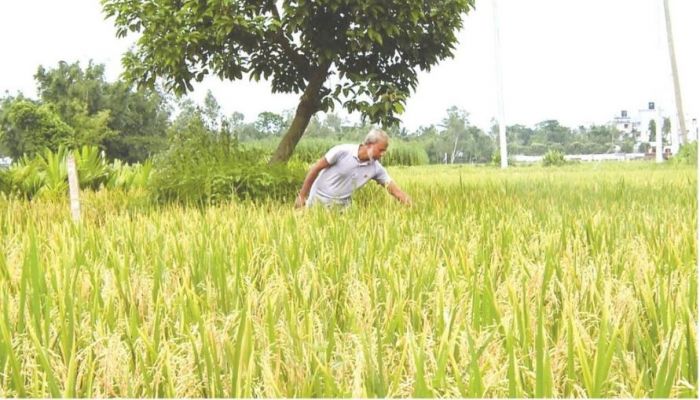 উত্তরের কৃষিতে নতুন সম্ভাবনা একশ দিনের আউশ ধান