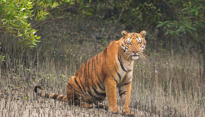হুমকির মুখে রয়েল বেঙ্গল টাইগার