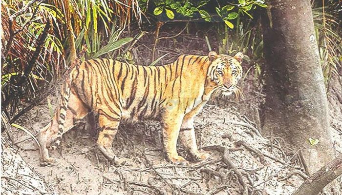 দূষণ ও খাদ্যাভাবেই কমছে বাঘের সংখ্যা