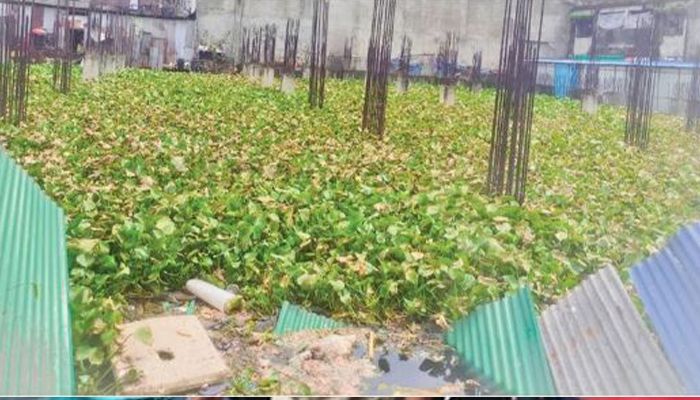 সিটি করপোরেশনের নিজস্ব মশার খামার