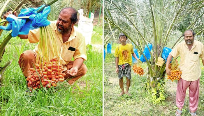 আরবের খেজুর চাষে কোটিপতি মোতালেব