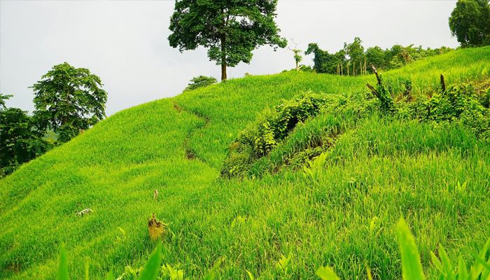 পাহাড়ের ভাঁজে ভাঁজে জুম ফসলের সৌন্দর্য