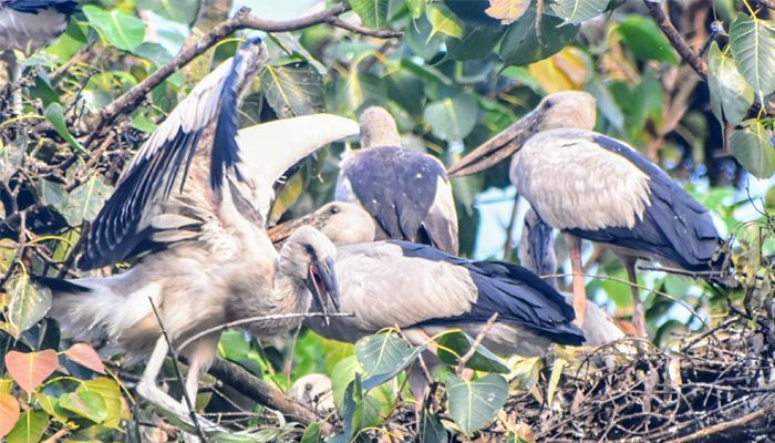 কলতানে মুখর নিরাপদ পাখির রাজ্য