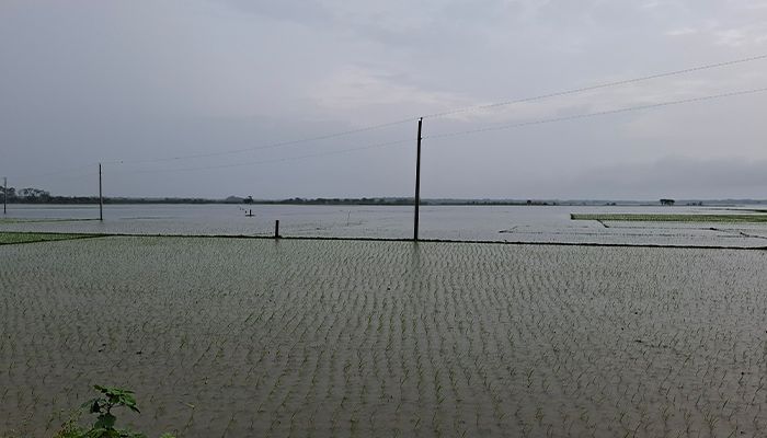 ডাইভারসন বাঁধে পানিবন্দি ২০ গ্রামের হাজারো হেক্টর ধানক্ষেত