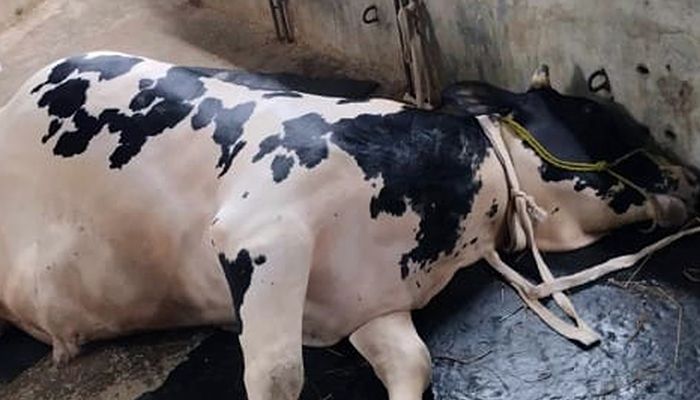 পীরগাছায় অজানা রোগে দুই শতাধিক গরু-ছাগলের মৃত্যু, দিশেহারা খামারীরা