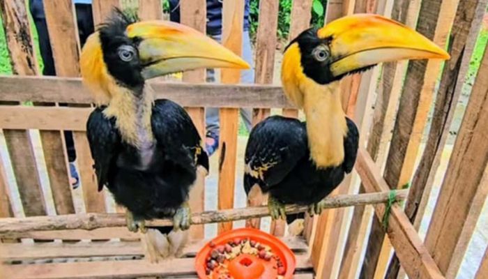 বিলুপ্তপ্রায় রাজ ধনেশে মুগ্ধ দর্শনার্থীরা