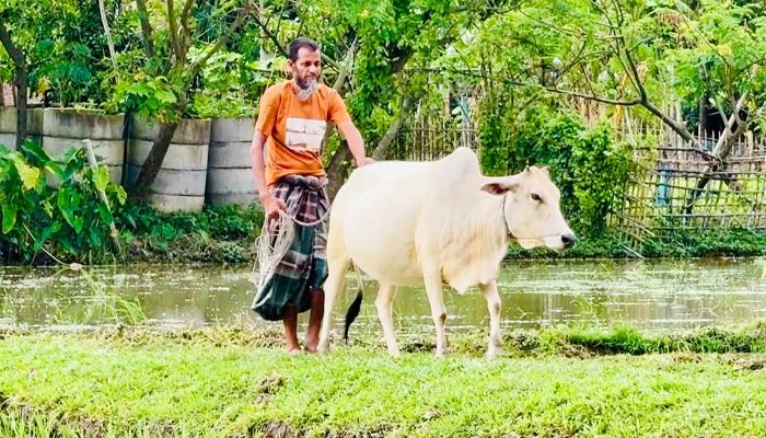অন্ধত্বেও হার মানেননি কাজেম আলী, গরুই তার ভরসা