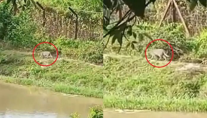 খাবারের সন্ধানে লোকালয়ে বাঘ, আতঙ্কে স্থানীয়রা