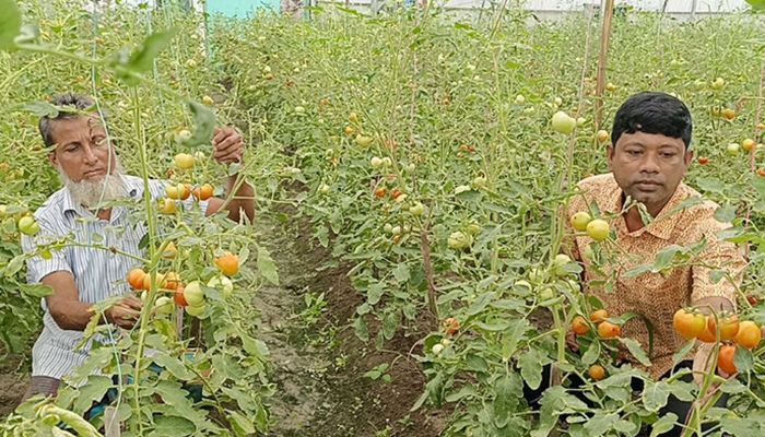 ‘বেগুনগাছে টমেটো’ চাষে শহীদুল্লাহর বাজিমাত
