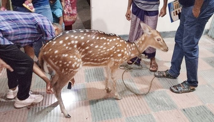 লালমোহনে ভেসে এল চিত্রা হরিণ