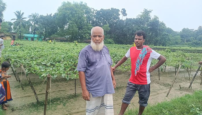 রাতের আঁধারে ক্ষেতের সব পটলগাছ কেটে দিল দুর্বৃত্তরা