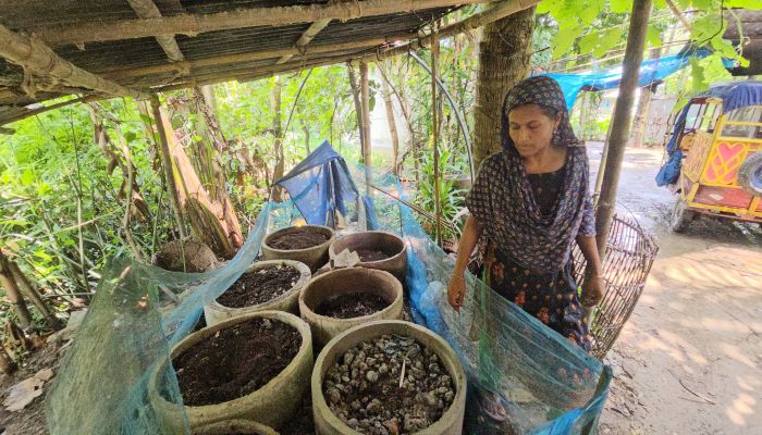 কেঁচো ও জৈব সারে  স্বাবলম্বী ফেরদৌসী