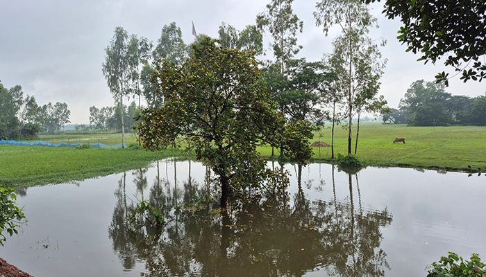 রাতারাতি ৪০ ফিট দূরে চলে যাওয়া কাঁঠাল গাছ নিয়ে কৌতূহল 