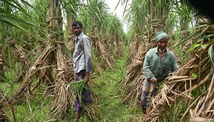দাম বাড়ায় আখ চাষে ঝুঁকছেন দেওয়ানগঞ্জের কৃষকরা