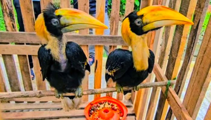ডুলাহাজারা সাফারি পার্কে নতুন অতিথি রাজধনেশ