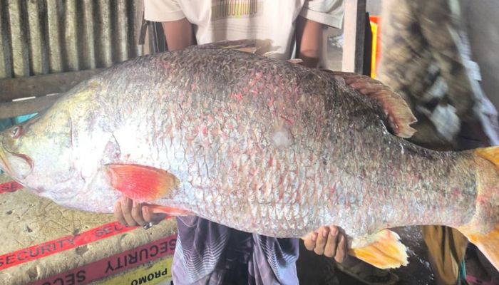 ২৮ কেজির কোরাল বিক্রি হলো ৪২ হাজার টাকায়